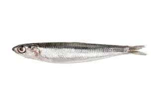 anchois