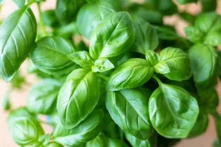 basilic
