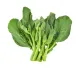 brocoli chinois