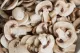 champignons de Paris