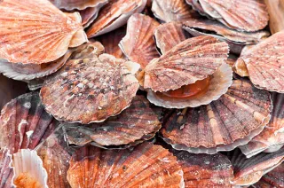 coquilles Saint-Jacques