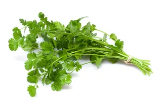 coriandre