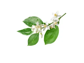eau de fleur d’oranger