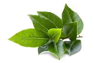 feuilles de laurier