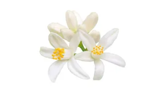 fleur d’oranger