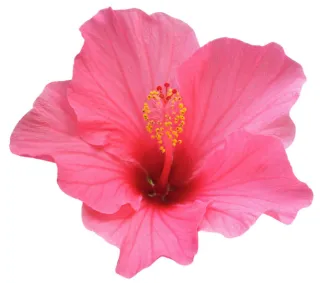 fleurs d’hibiscus