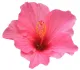 fleurs d’hibiscus
