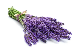 fleurs de lavande