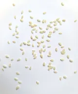 Graines de sésame