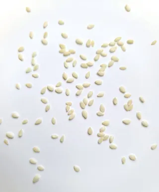 Graines de sésame