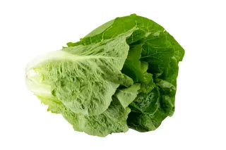 laitue romaine