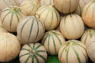 melon