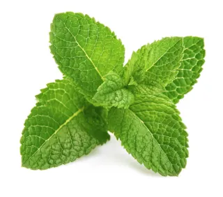 menthe