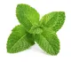 menthe