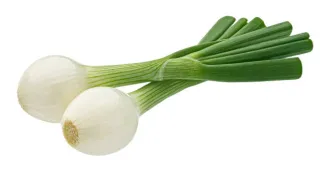 oignon de printemps