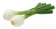 oignon de printemps