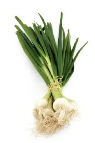 oignons nouveaux