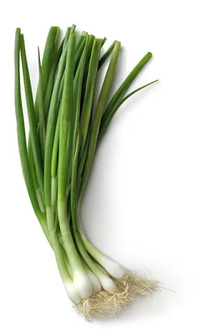 oignons verts