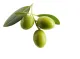 olives vertes