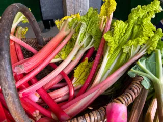 rhubarbe