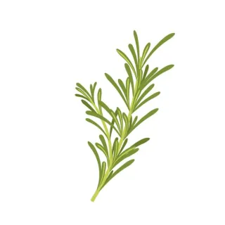 romarin