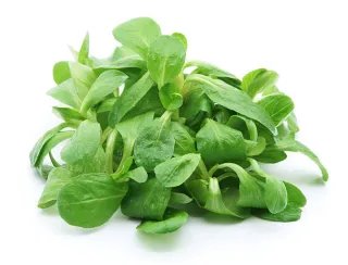 salade mâche