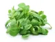 salade mâche