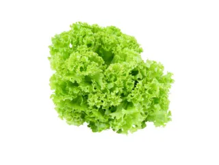 salade verte