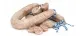 saucisse butifarra